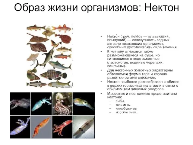 Образ жизни организмов: Нектон Некто́н (греч. nektós — плавающий, плывущий) — совокупность