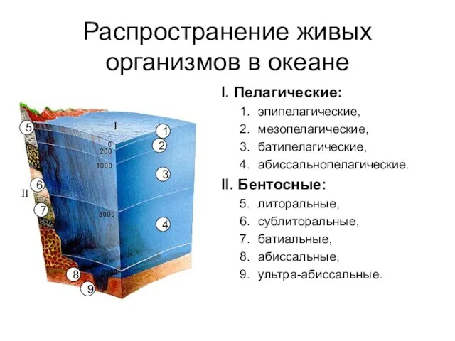 Распространение живых организмов в океане I. Пелагические: эпипелагические, мезопелагические, батипелагические, абиссальнопелагические. II.