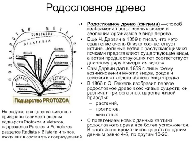 Родословное древо Родословное древо (филема) —способ изображения родственных связей и эволюции организмов