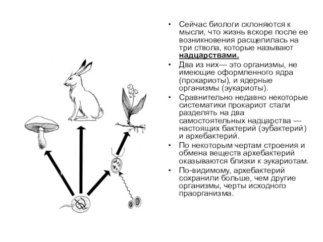 Сейчас биологи склоняются к мысли, что жизнь вскоре после ее возникновения расщепилась