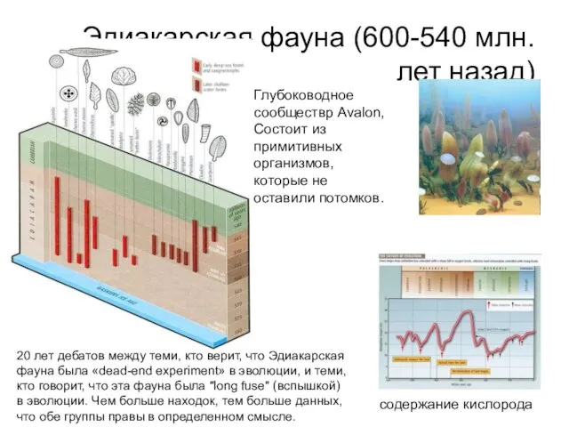 Эдиакарская фауна (600-540 млн. лет назад) 20 лет дебатов между теми, кто