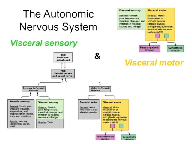 The Autonomic Nervous System Visceral sensory Visceral motor &