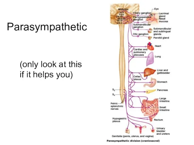 Parasympathetic (only look at this if it helps you)