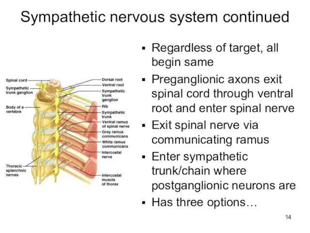 Sympathetic nervous system continued Regardless of target, all begin same Preganglionic axons