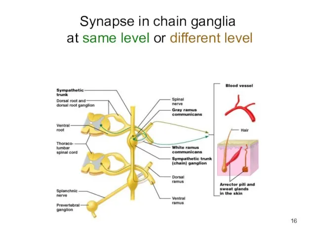 Synapse in chain ganglia at same level or different level