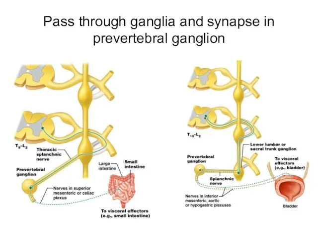 Pass through ganglia and synapse in prevertebral ganglion