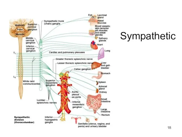 Sympathetic