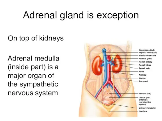 Adrenal gland is exception On top of kidneys Adrenal medulla (inside part)