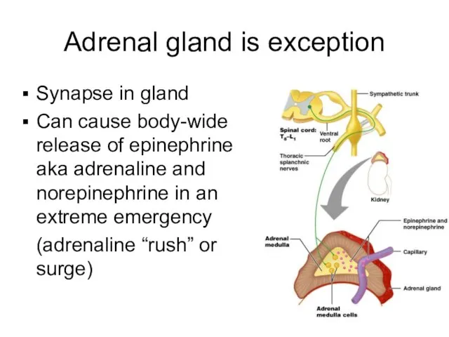 Adrenal gland is exception Synapse in gland Can cause body-wide release of