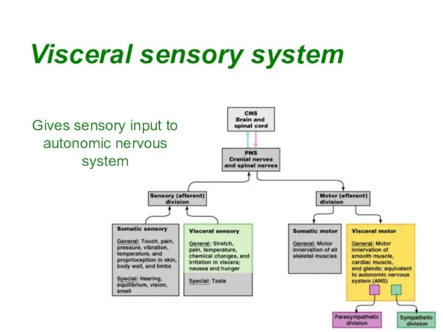 Visceral sensory system Gives sensory input to autonomic nervous system