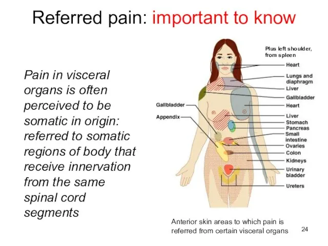 Referred pain: important to know Pain in visceral organs is often perceived