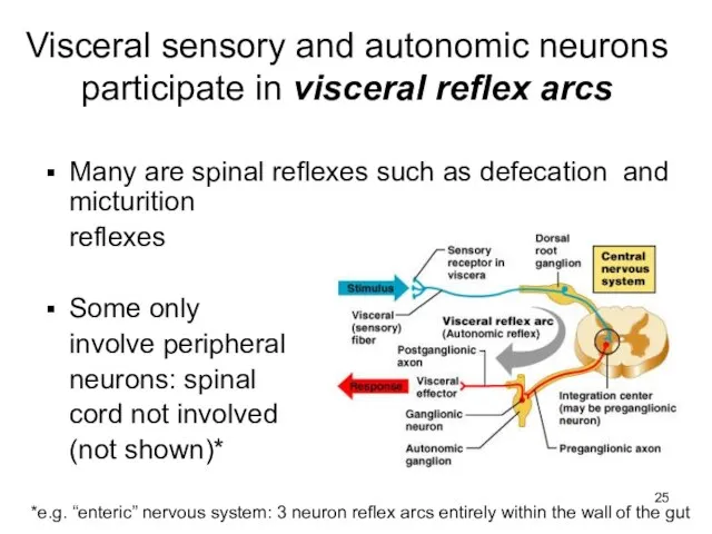 Visceral sensory and autonomic neurons participate in visceral reflex arcs Many are