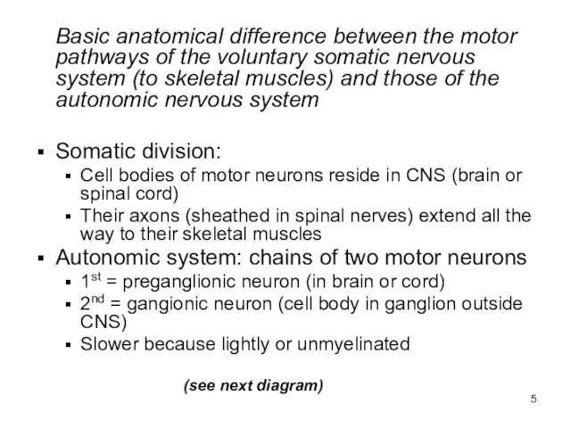 Basic anatomical difference between the motor pathways of the voluntary somatic nervous