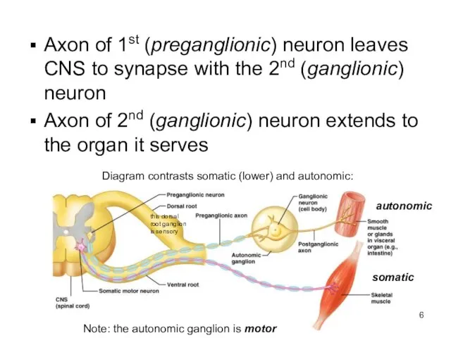 Axon of 1st (preganglionic) neuron leaves CNS to synapse with the 2nd