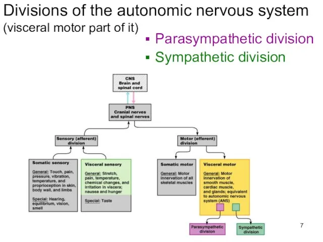 Divisions of the autonomic nervous system (visceral motor part of it) Parasympathetic division Sympathetic division