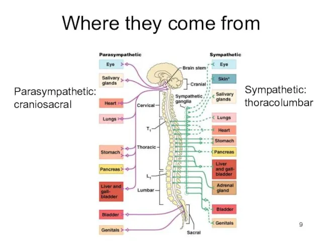 Where they come from Parasympathetic: craniosacral Sympathetic: thoracolumbar