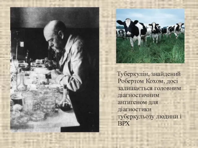 Туберкулін, знайдений Робертом Кохом, досі залишається головним діагностичним антигеном для діагностики туберкульозу людини і ВРХ