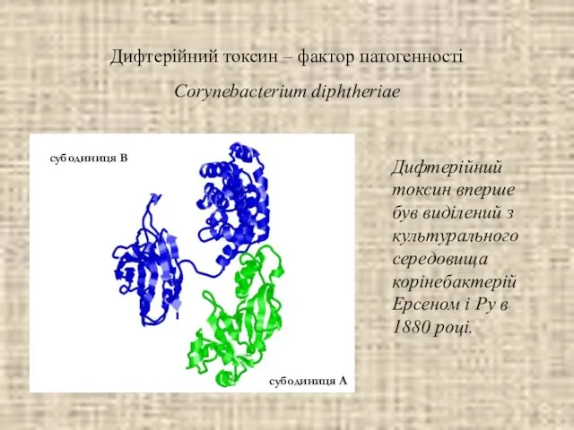 Дифтерійний токсин – фактор патогенності Corynebacterium diphtheriae Дифтерійний токсин вперше був виділений