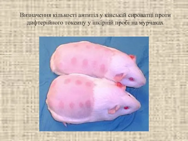 Визначення кількості антитіл у кінській сироватці проти дифтерійного токсину у шкірній пробі на мурчаках