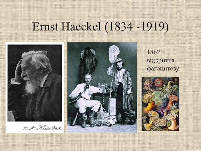 Ernst Haeckel (1834 -1919) 1862 – відкриття фагоцитозу