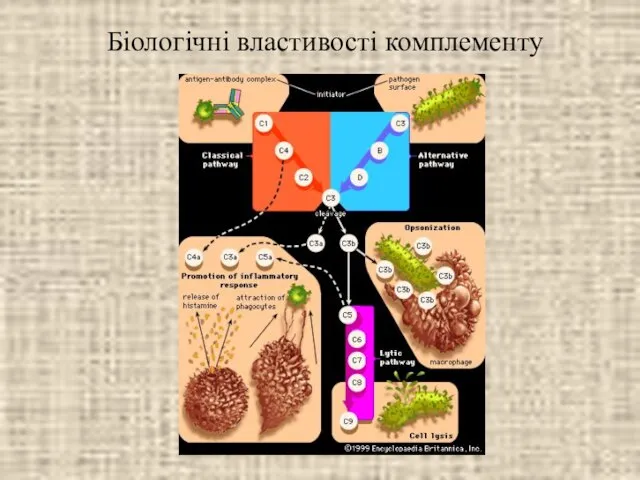 Біологічні властивості комплементу