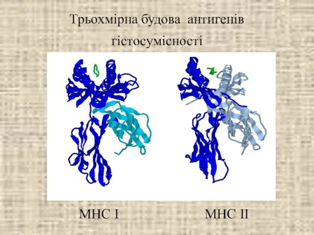 Трьохмірна будова антигенів гістосумісності МНС І МНС ІІ