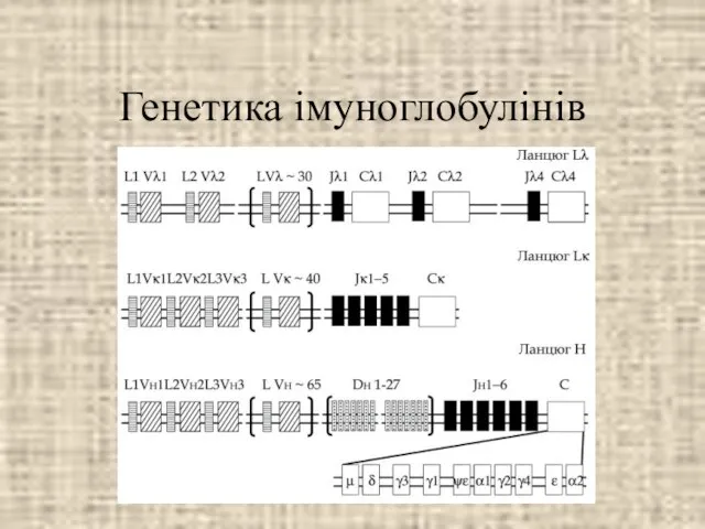 Генетика імуноглобулінів