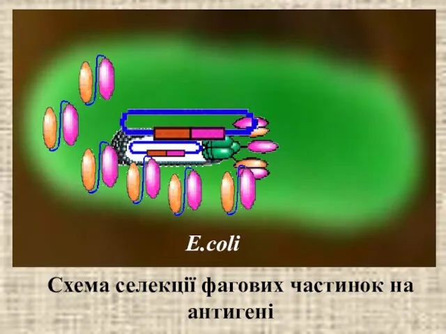 Схема селекції фагових частинок на антигені E.coli