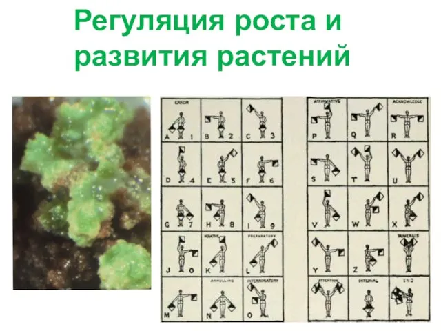 Регуляция роста и развития растений