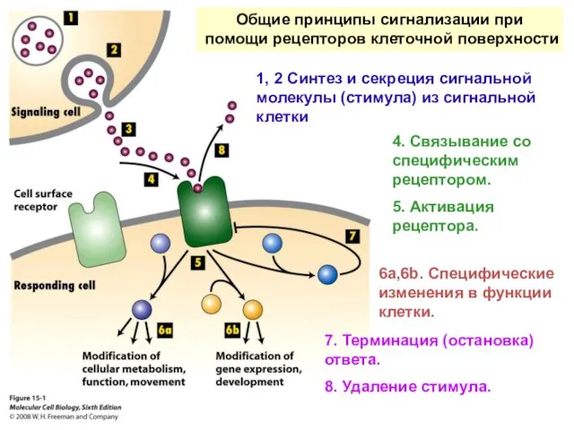 Общие принципы сигнализации при помощи рецепторов клеточной поверхности 1, 2 Синтез и