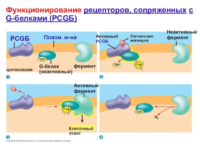 РСGБ Плазм. м-на фермент G-белок (неактивный) ГДФ цитоплазма ГТФ Клеточный ответ ГДФ