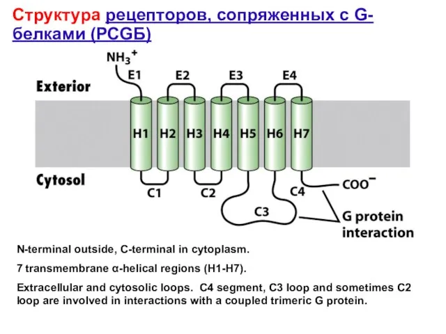 N-terminal outside, C-terminal in cytoplasm. 7 transmembrane α-helical regions (H1-H7). Extracellular and