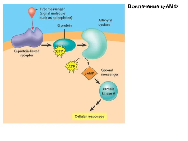 Вовлечение ц-АМФ