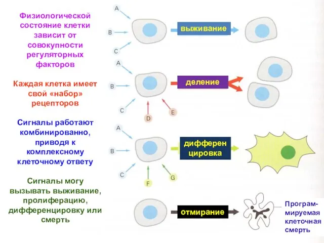 Физиологической состояние клетки зависит от совокупности регуляторных факторов Каждая клетка имеет свой