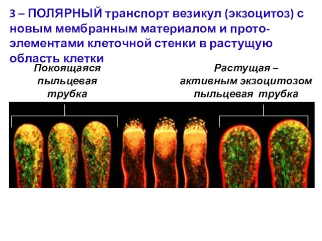 3 – ПОЛЯРНЫЙ транспорт везикул (экзоцитоз) с новым мембранным материалом и прото-элементами