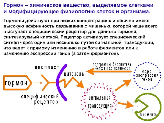 Гормон – химическое вещество, выделяемое клетками и модифицирующее физиологию клеток и организма.