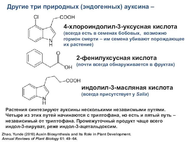 Другие три природных (эндогенных) ауксина – Растения синтезируют ауксины несколькими независмыми путями.