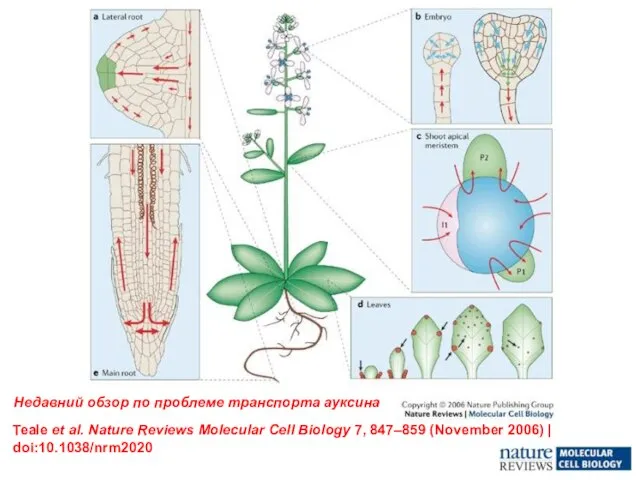 Teale et al. Nature Reviews Molecular Cell Biology 7, 847–859 (November 2006)