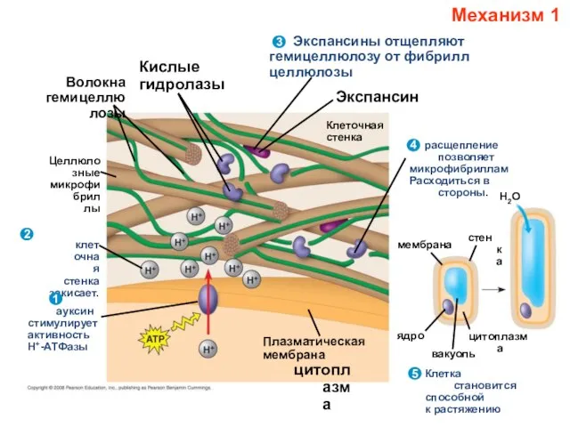 Волокна гемицеллюлозы Целлюлозные микрофибриллы клеточная стенка закисает. 2 1 ауксин стимулирует активность