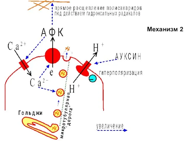 Механизм 2