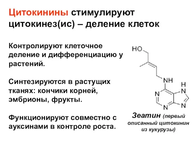 Цитокинины стимулируют цитокинез(ис) – деление клеток Зеатин (первый описанный цитокинин из кукурузы)