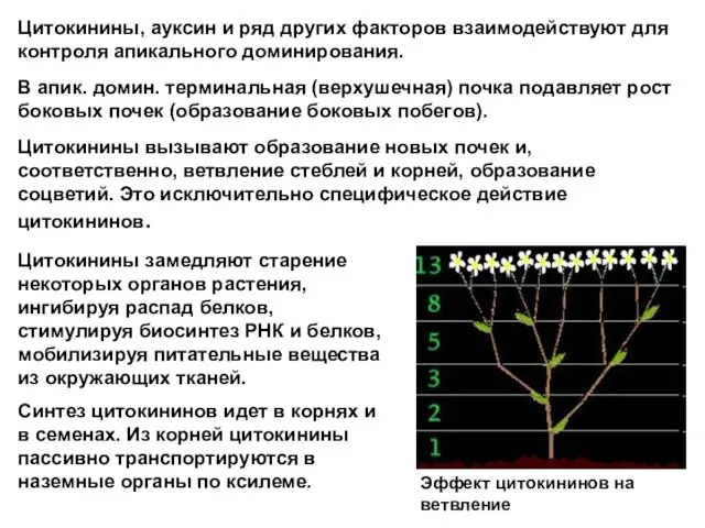 Цитокинины, ауксин и ряд других факторов взаимодействуют для контроля апикального доминирования. В