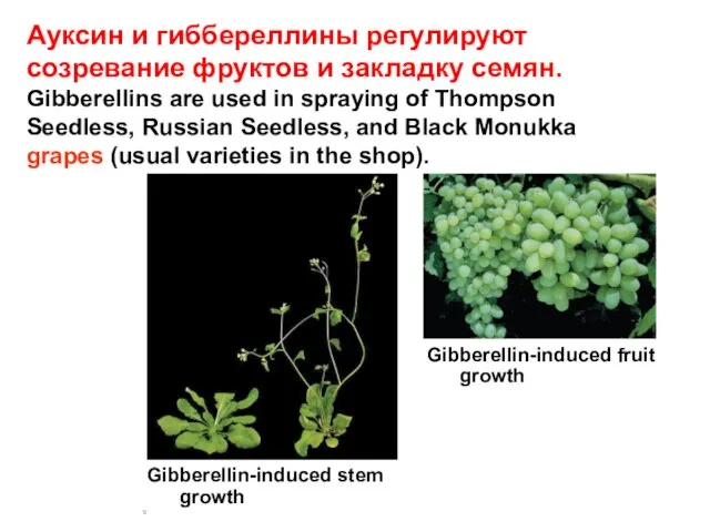 Ауксин и гиббереллины регулируют созревание фруктов и закладку семян. Gibberellins are used