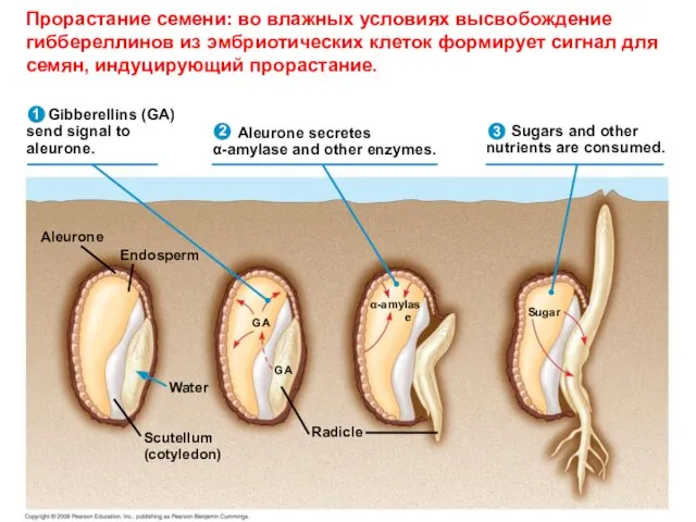 Gibberellins (GA) send signal to aleurone. Aleurone secretes α-amylase and other enzymes.