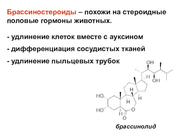 Брассиностероиды – похожи на стероидные половые гормоны животных. - удлинение клеток вместе