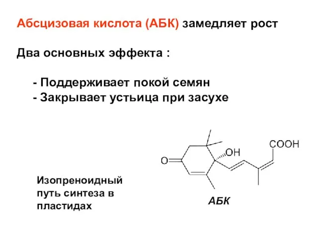 Абсцизовая кислота (AБК) замедляет рост Два основных эффекта : - Поддерживает покой