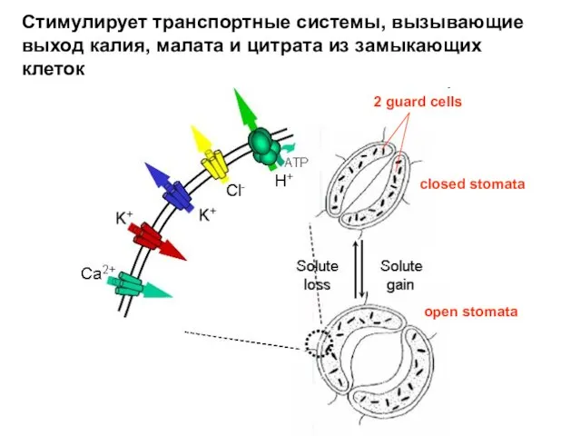 Стимулирует транспортные системы, вызывающие выход калия, малата и цитрата из замыкающих клеток