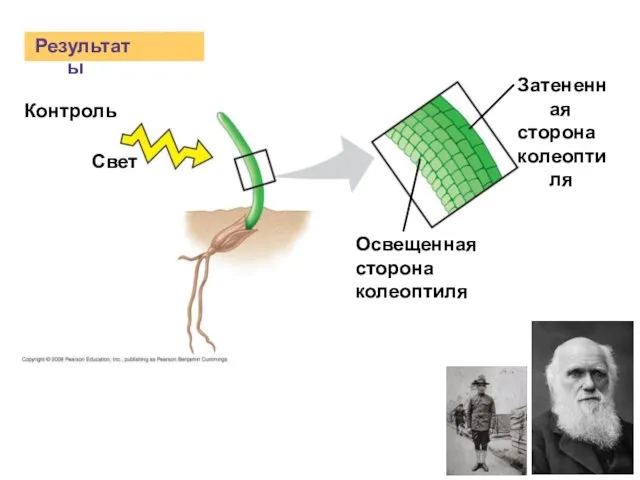 Результаты Контроль Свет Освещенная сторона колеоптиля Затененная сторона колеоптиля