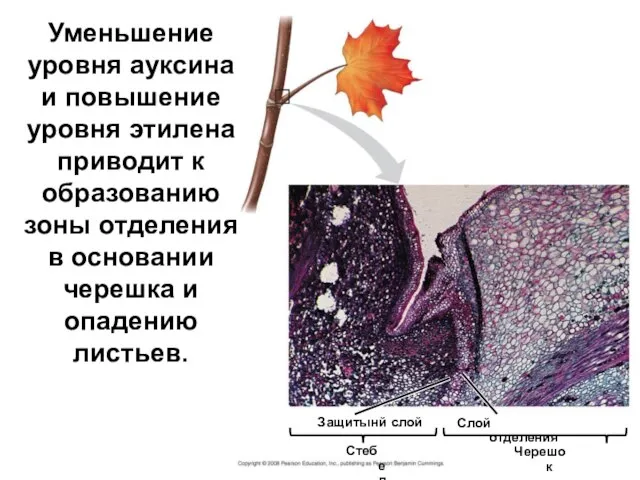 Защитынй слой Стебель Слой отделения Черешок Уменьшение уровня ауксина и повышение уровня