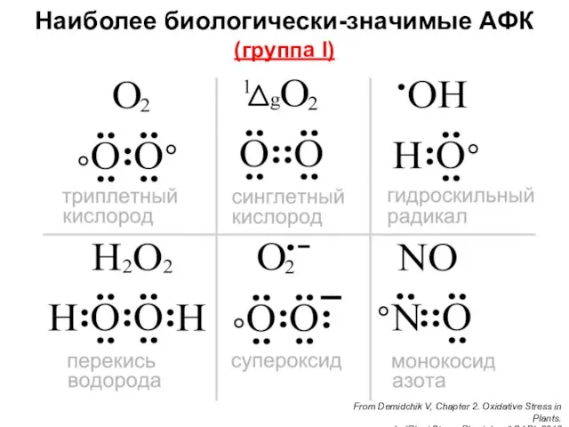 Наиболее биологически-значимые АФК (группа I) From Demidchik V, Chapter 2. Oxidative Stress